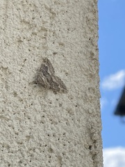 Perizoma custodiata