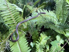 Coluber constrictor priapus