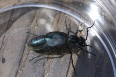 Meloe proscarabaeus