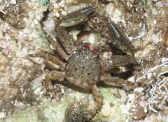 Petrolisthes cabrilloi