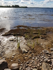 Schoenoplectus tabernaemontani