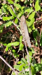 Anacridium aegyptium