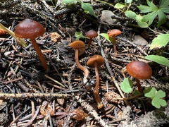 Agaricales
