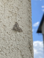 Perizoma custodiata