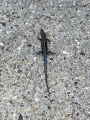 Plestiodon