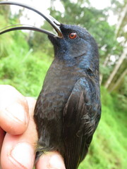 Dreptes thomensis