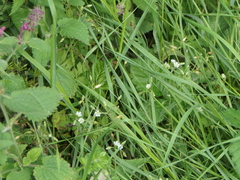 Cerastium fontanum