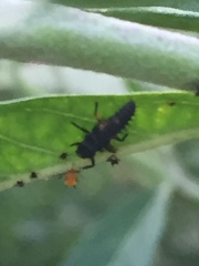 Coccinellidae