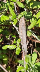 Anacridium aegyptium