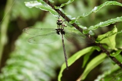 Gynacantha membranalis