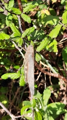 Anacridium aegyptium