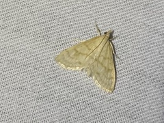 Paracorsia repandalis