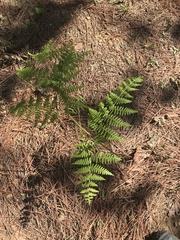 Pteridium aquilinum feei