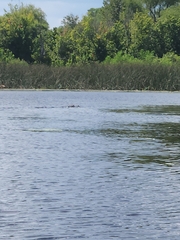 Alligator mississippiensis