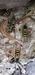 Vespula flavopilosa