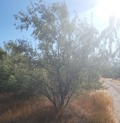 Elaeagnus angustifolia