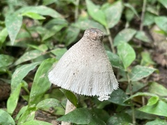 Leucocoprinus cepistipes