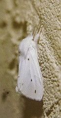 Spilosoma