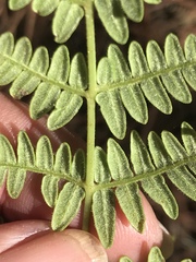 Pteridium aquilinum feei