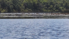 Alligator mississippiensis