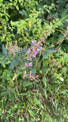 Desmodium canadense