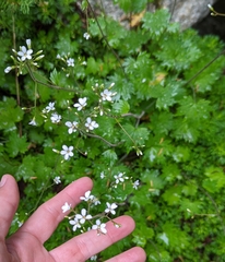 Boykinia occidentalis