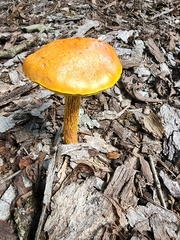 Aureoboletus betula