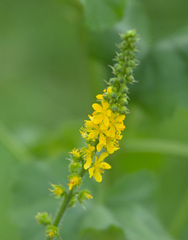 Agrimonia pilosa