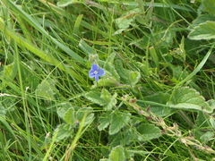 Veronica chamaedrys