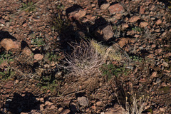 Echinopsis leucantha
