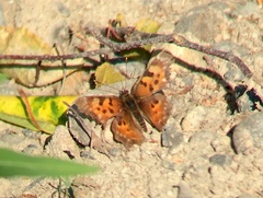 Polygonia faunus