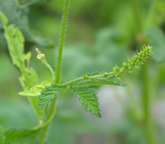 Agrimonia pilosa