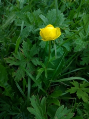 Trollius europaeus