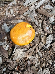 Aureoboletus betula