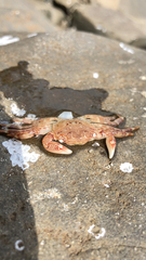 Pachygrapsus crassipes