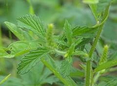 Agrimonia pilosa