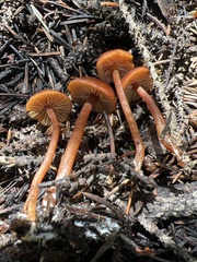Agaricales