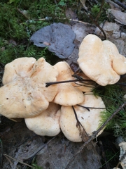 Hydnum repandum