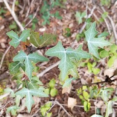 Berberis trifoliolata