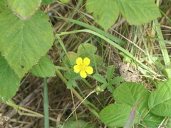 Potentilla reptans