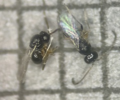 Callirhytis bipapillata