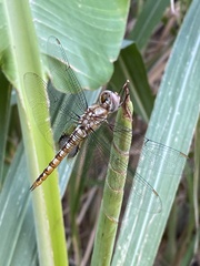 Pantala hymenaea