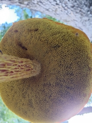 Aureoboletus betula