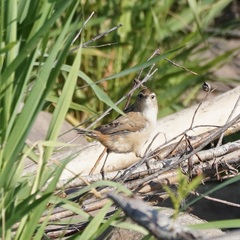 Cistothorus palustris