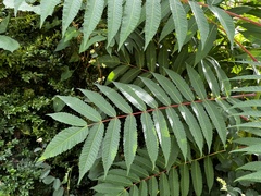 Rhus glabra