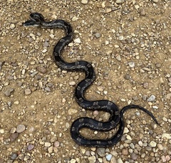 Pantherophis spiloides
