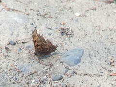 Polygonia faunus