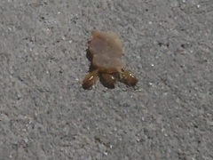 Shelfordella lateralis