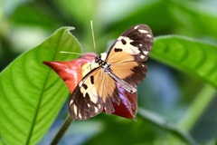Heliconius hecale melicerta