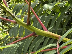 Rhus glabra
